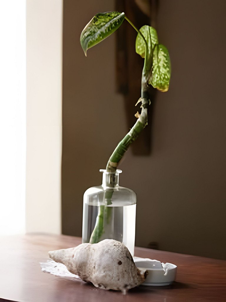 Buda Suites III 2ª Praia c/Tv e Cozinha - s/ vista